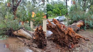 Consecuencias del temporal en Capital: cayó un árbol frente al Club La Bancaria y dañó un vehículo estacionado