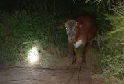 Delincuentes intentaron faenar un animal y los vecinos reclaman por la ola de abigeato