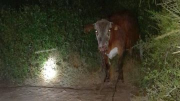 Delincuentes intentaron faenar un animal y los vecinos reclaman por la ola de abigeato