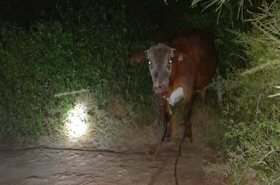 Delincuentes intentaron faenar un animal y los vecinos reclaman por la ola de abigeato