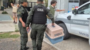 FOTOS. Rescataron un mono carayá que estaba enjaulado en una vivienda