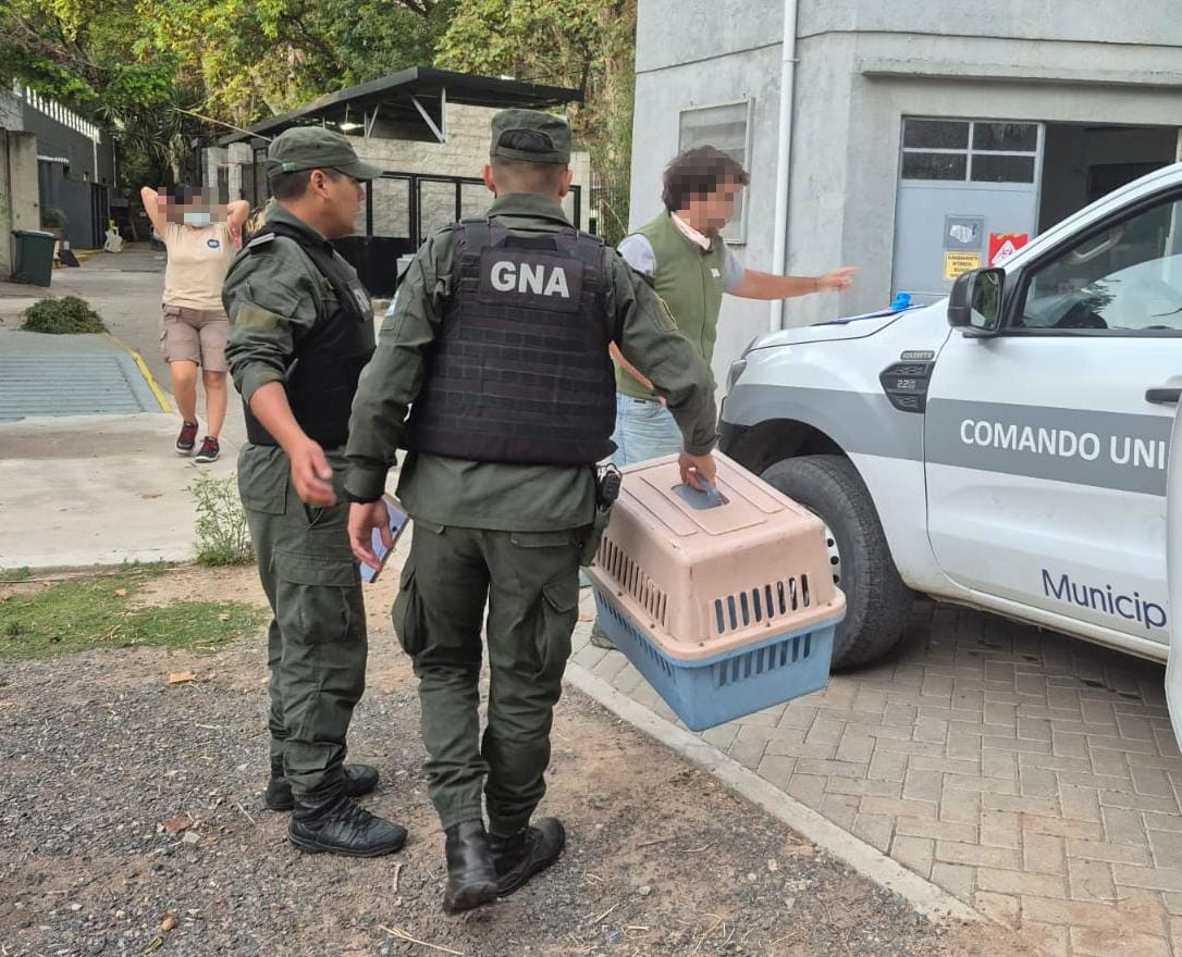 FOTOS. Rescataron un mono carayá que estaba enjaulado en una vivienda