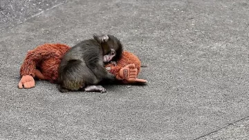 Punch, el monito viral que conmovió las redes, perdió su peluche en una tormenta