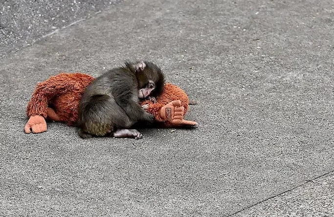 Punch, el monito viral que conmovió las redes, perdió su peluche en una tormenta