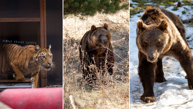“Gordo”, “Florencia” y “Flora” iniciaron una nueva vida en santuarios europeos tras ser rescatados del exzoológico de Luján