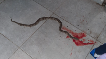 Preocupación en el barrio Las Moras: “Nos están invadiendo las víboras”