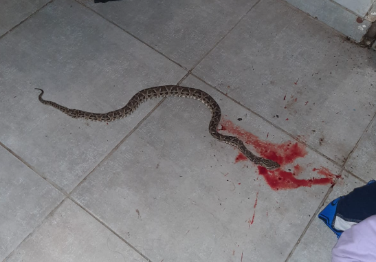 Preocupación en el barrio Las Moras: “Nos están invadiendo las víboras”