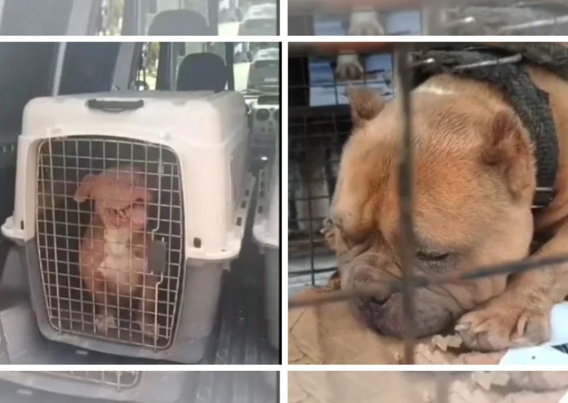 Desbaratan un criadero clandestino y rescatan 12 perros víctimas de crueldad extrema