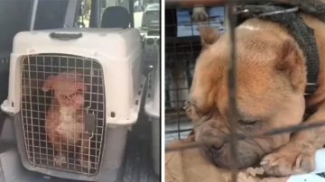 Desbaratan un criadero clandestino y rescatan 12 perros víctimas de crueldad extrema