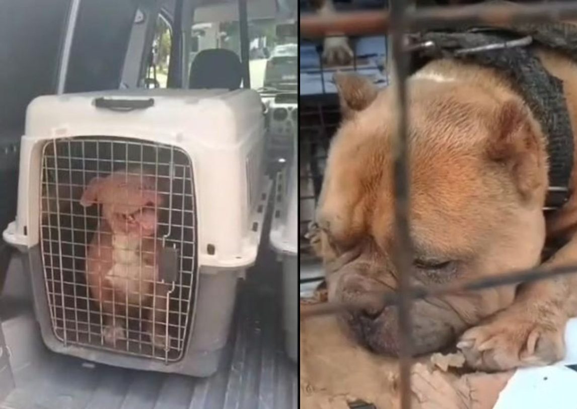 Condenaron a tres años de prisión a un hombre por crueldad animal