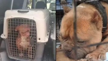 Condenaron a tres años de prisión a un hombre por crueldad animal