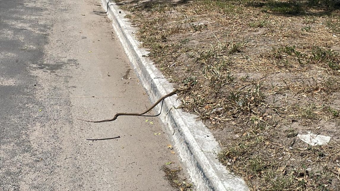 “Que peligro por Dios”: la queja de una vecina por la presencia de víboras en el barrio Aeropuerto