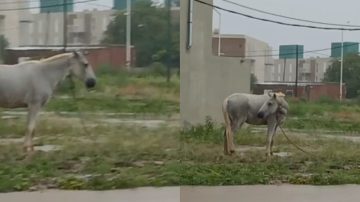 Indignación en Parque del Río III: denuncian que un caballo lleva horas atado bajo la lluvia