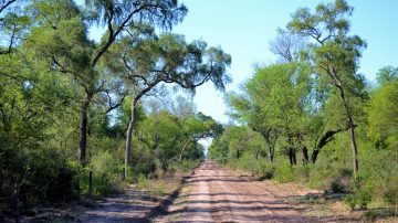Los bosques y la economía local: el sustento de nuestras comunidades