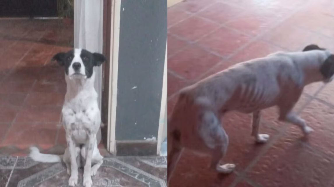 Es jubilada con la mínima y tuvo que poner en adopción a su perrita porque no le puede dar de comer: “Está muy flaquita”
