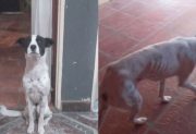 Es jubilada con la mínima y tuvo que poner en adopción a su perrita porque no le puede dar de comer: “Está muy flaquita”