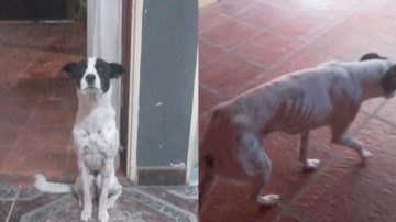 Es jubilada con la mínima y tuvo que poner en adopción a su perrita porque no le puede dar de comer: “Está muy flaquita”