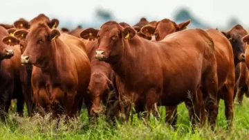 Final feliz para “La Joya Agro”: recuperan 161 animales robados tras un pedido desesperado en redes sociales