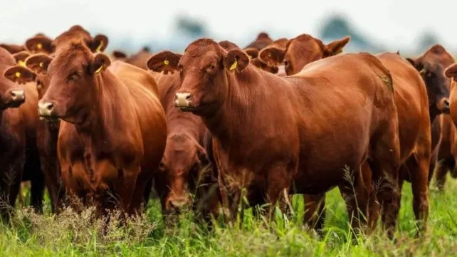 Final feliz para “La Joya Agro”: recuperan 161 animales robados tras un pedido desesperado en redes sociales
