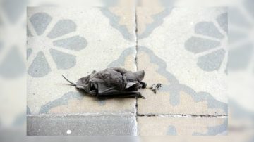 Evacuaron en helicóptero a la directora de una escuela rural tras ser mordida por un murciélago