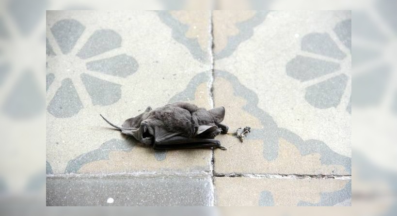 Evacuaron en helicóptero a la directora de una escuela rural tras ser mordida por un murciélago