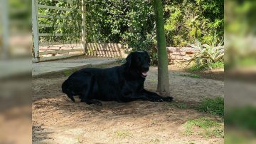 Ofrecen recompensa para encontrar a Román: se perdió y necesita medicación