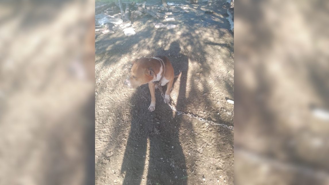Buscan un hogar transitorio para “Rocco”, un perro que vivía encadenado a un árbol