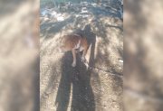Buscan un hogar transitorio para “Rocco”, un perro que vivía encadenado a un árbol