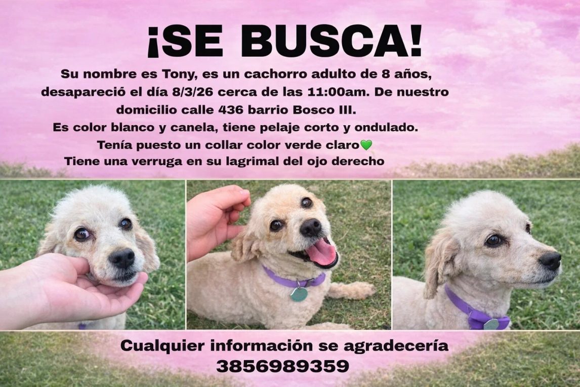 Buscan a Tony, un caniche perdido hace tres días en el barrio Bosco III