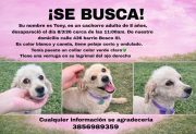 Buscan a Tony, un caniche perdido hace tres días en el barrio Bosco III