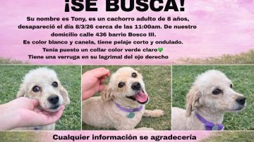 Buscan a Tony, un caniche perdido hace tres días en el barrio Bosco III