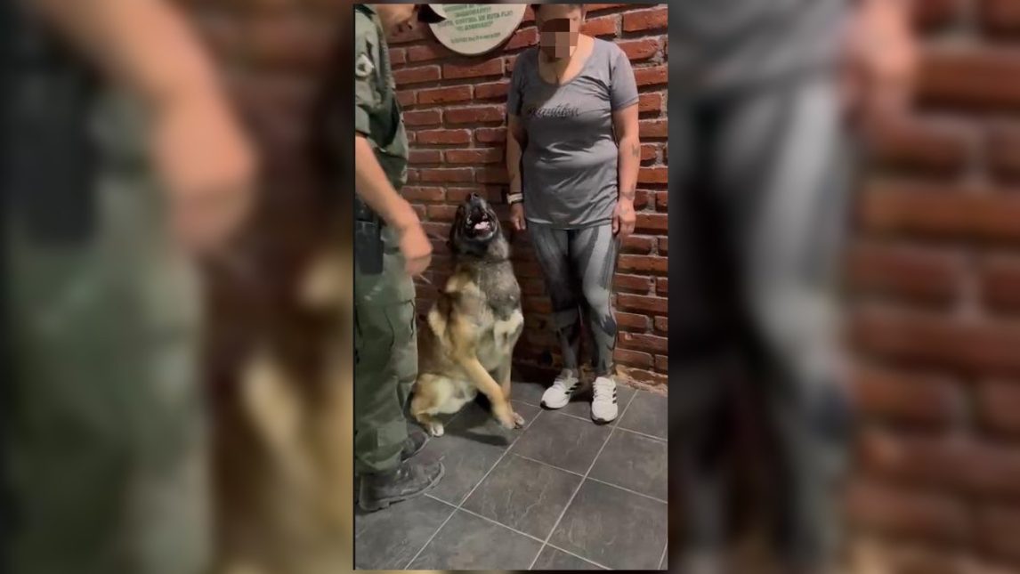 Un perro antinarcóticos detectó cocaína oculta en el cuerpo de una pasajera