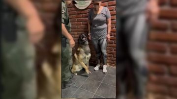 Un perro antinarcóticos detectó cocaína oculta en el cuerpo de una pasajera