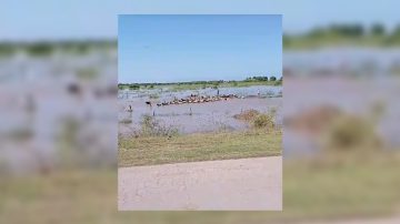 VIDEO. Aislados por el agua en el sur santiagueño buscan una lancha para evacuar animales