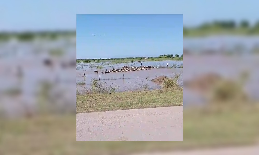 VIDEO. Aislados por el agua en el sur santiagueño buscan una lancha para evacuar animales