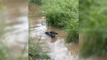 Asociación protectora reúne donaciones para mascotas afectadas por la crecida del río