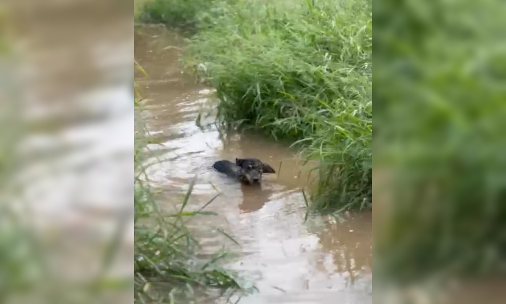 Asociación protectora reúne donaciones para mascotas afectadas por la crecida del río