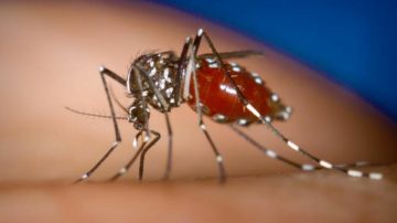 Alerta epidemiológica: confirmaron tres nuevos casos de chikungunya en la Capital santiagueña