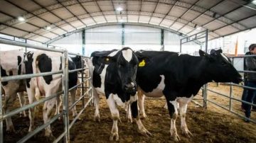 El sector lácteo entra en rojo y profundiza la desaparición de tambos