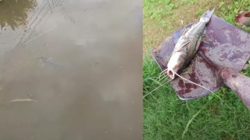 Vecinos del B° Salta Prolongación encontraron bogas y bagres en la vereda