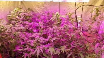 Se presentó como dueña de un local con un invernadero de marihuana y fue aprehendida