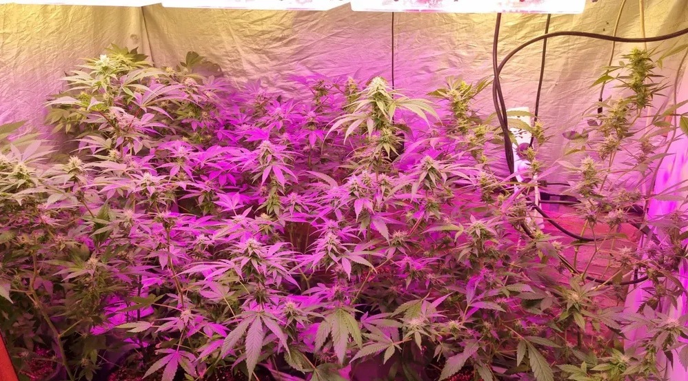 Se presentó como dueña de un local con un invernadero de marihuana y fue aprehendida