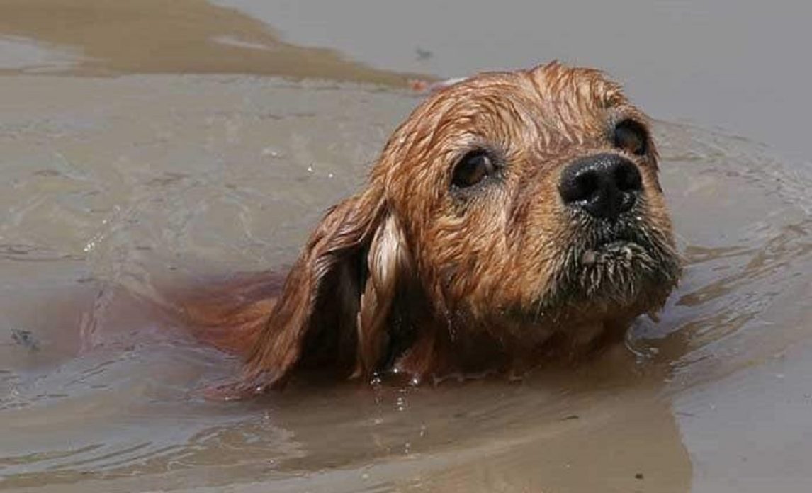 Nueva colecta para ayudar a mascotas afectadas por la crecida en Salavina