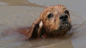 Nueva colecta para ayudar a mascotas afectadas por la crecida en Salavina