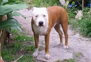 Tuvo que encerrarse en una habitación con su mascota para evitar el ataque de un pitbull
