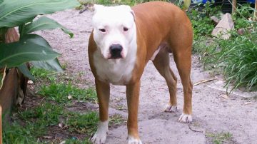 Tuvo que encerrarse en una habitación con su mascota para evitar el ataque de un pitbull