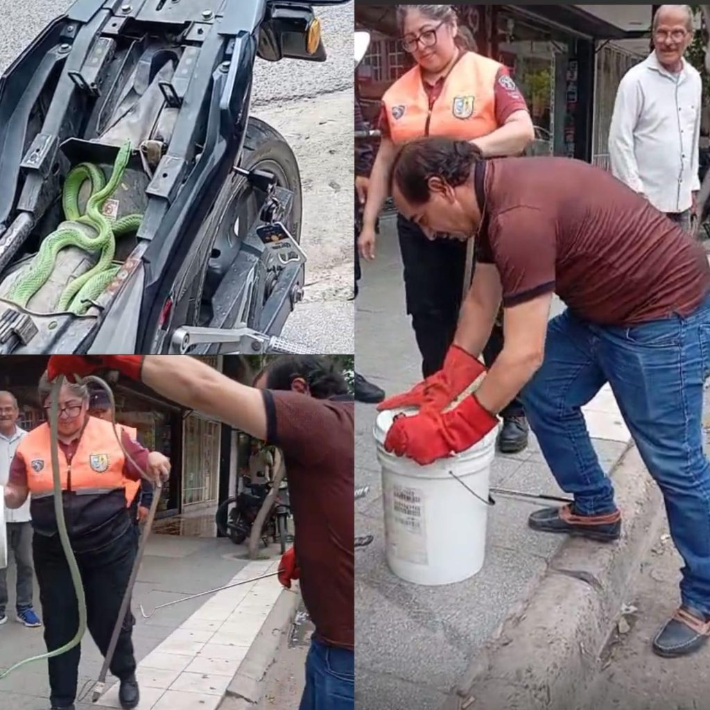 “Motorizadas”: por segunda vez hallaron una serpiente en una moto