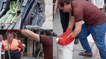 “Motorizadas”: por segunda vez hallaron una serpiente en una moto