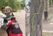 Pánico en La Banda: una culebra verde se metió en el motor de una motocicleta