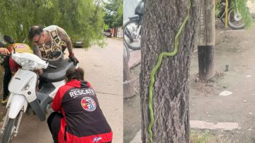 Pánico en La Banda: una culebra verde se metió en el motor de una motocicleta